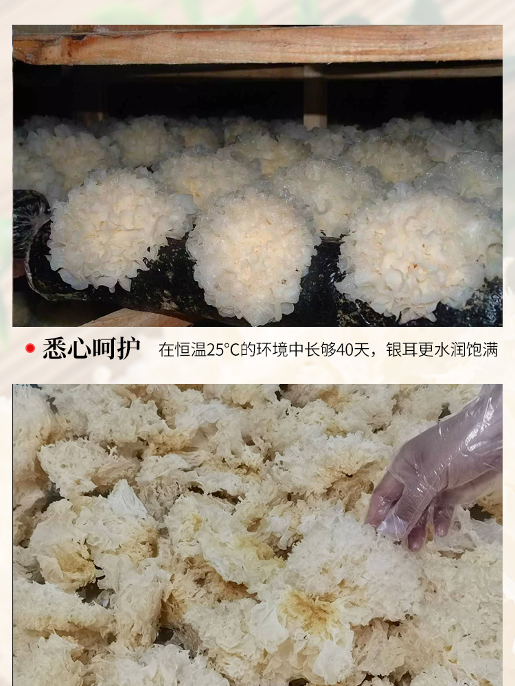 银耳_04.jpg